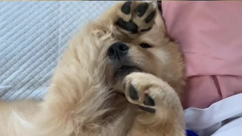 The dog said, even if you want to lose weight, you can't be hungry.