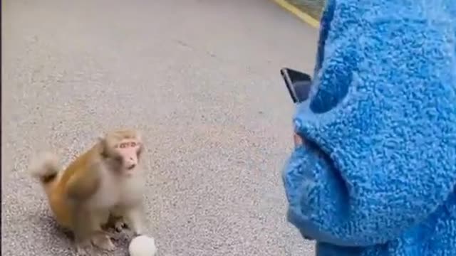 Funny monky