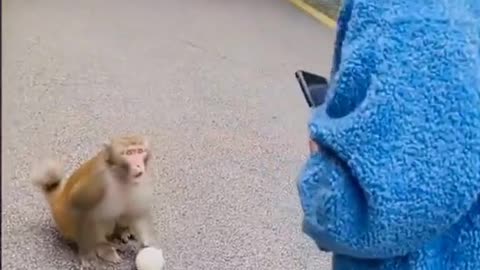 Funny monky