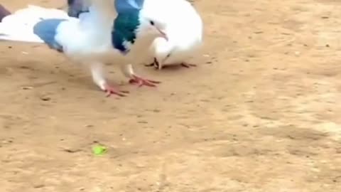 Pigeon love status video