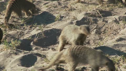 meerkat playing in dirt