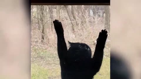 New Funny Animals Video 2023 _ Funniest Cats and Dogs Videos _ New Funny Video Of Cat And Dogs