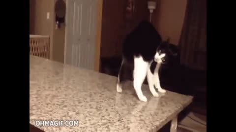 Cat dancing video