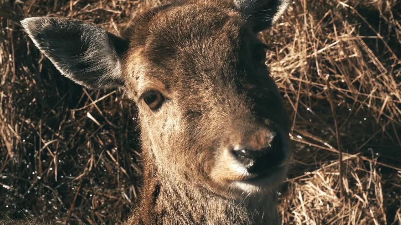 Cute little deer walking on the meadow. Brown fawn grazing on a field, eating the grass