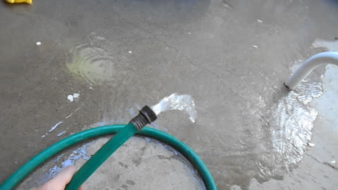 Ragdoll kitten plays with a water hose