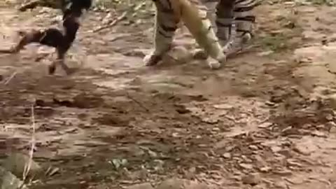 🐯Tigar vs Dog 🐶 fight