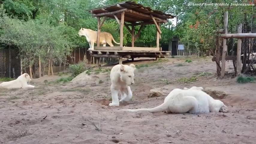 Life at the zoo | Lion cub annoys his dad.