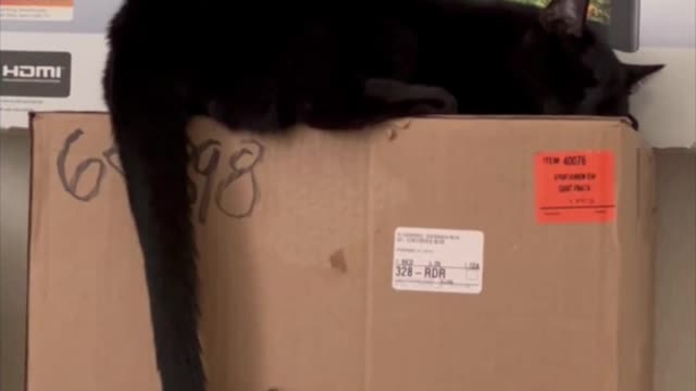 Adopting a Cat from a Shelter Vlog - Precious Piper Doing Her Usual Hook Tail #shorts