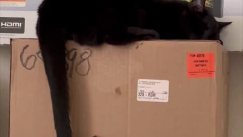 Adopting a Cat from a Shelter Vlog - Precious Piper Doing Her Usual Hook Tail #shorts