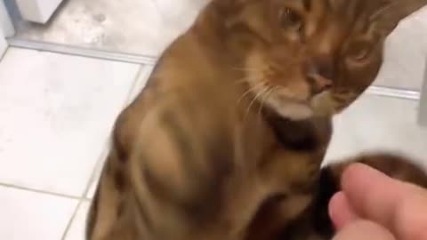 The Best Funny Cats and Dogs 🐶🐱