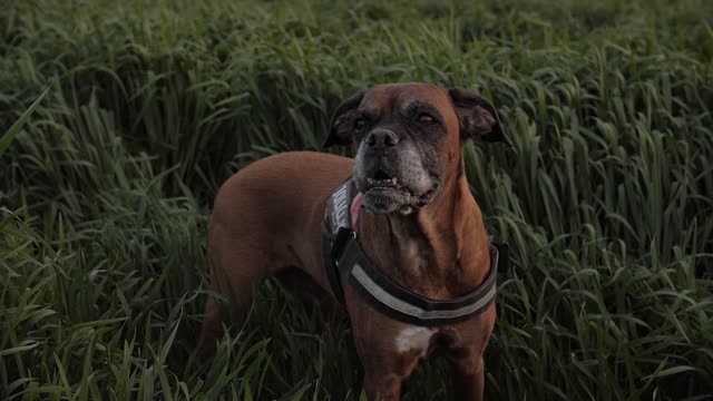Angry dog