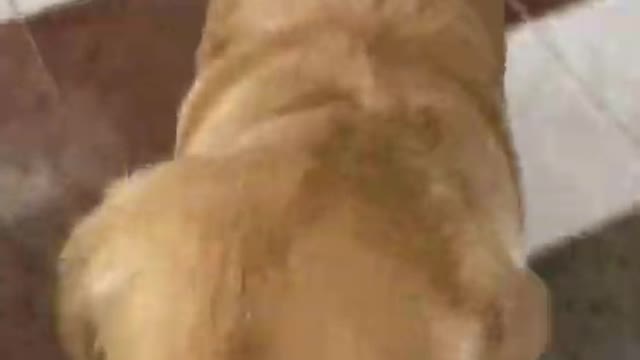 6.My NEEDY Golden Retriever is Begging Me to Play With Him