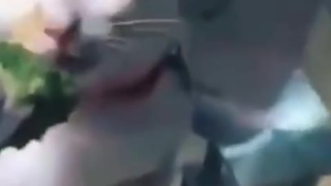 Cat eating funny video😂