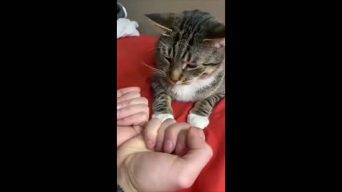 Funny cute cat videos to make your day