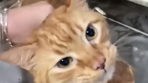 Funny_cat_and_dogs_😂😂_episode_169_#animals_#pets