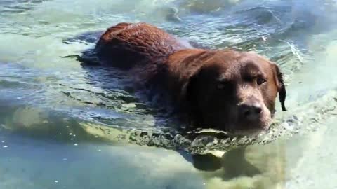 Funny Dog Videos | Funny Puppies Videos | Cute Dog Videos | New 2021 | Compilation #1