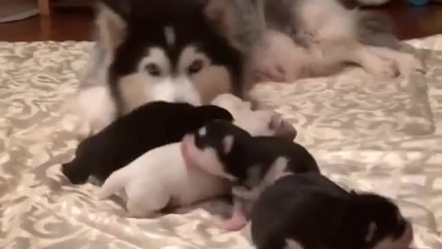 The mother dog gave birth to a group of puppies, not letting others approach