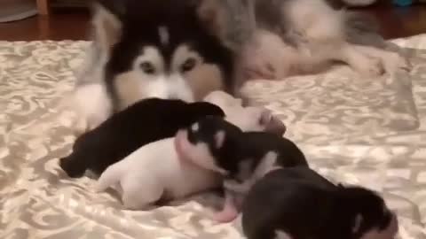 The mother dog gave birth to a group of puppies, not letting others approach