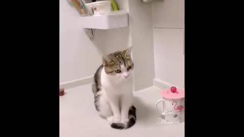 Animals acting all cute
