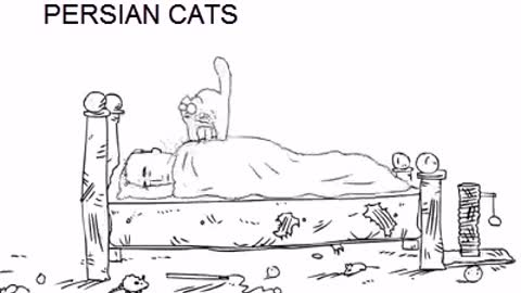 When You Have A Cat hehe