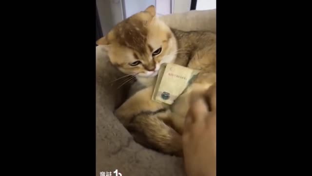 Funniest Animals - Best Of The 2021 Funny Animal Videos