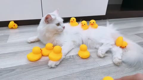 Funniest Dogs and Cats :}