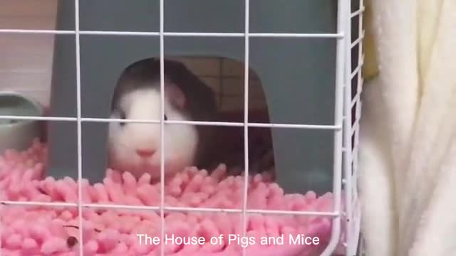 The leisurely pig and mouse have a good life