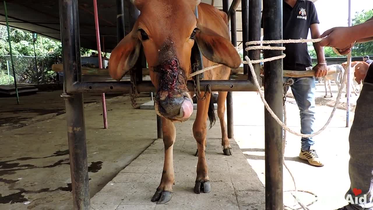 Cow Rescue 🐮 Cow injured from halter 😥