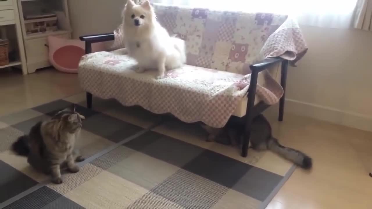 TOP 10 Dog Barking Videos Compilation - MUST SEE!