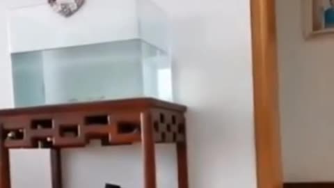 Funny cat 2021