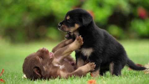 Cute Puppies Playing in the Field, RREALLY CUTE!!!
