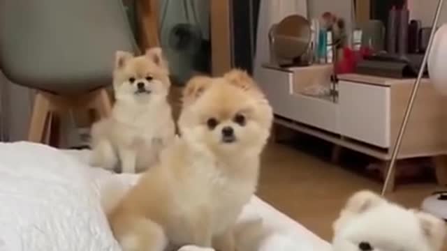 😍Cute Dogs Sitting in Line | Ultimate Dog Compilation