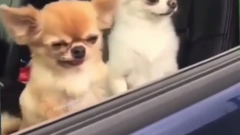 There are always two types of people in the morning | chihuahua dog