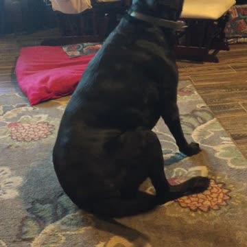 Dog Version of Sit & Spin