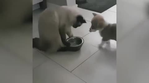 Try Not To Laugh : Funniest Cat Videos #2 - Best Funny Animal Videos