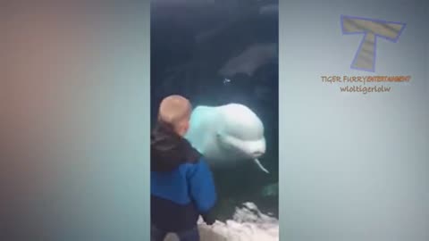 Funny Sea Creatures