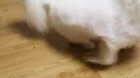 OMG _cute _dog _funny