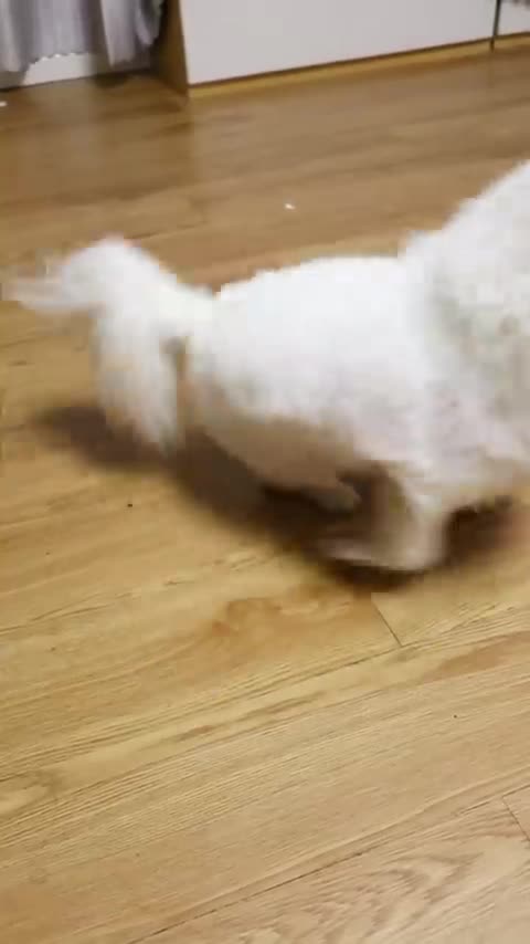 OMG _cute _dog _funny