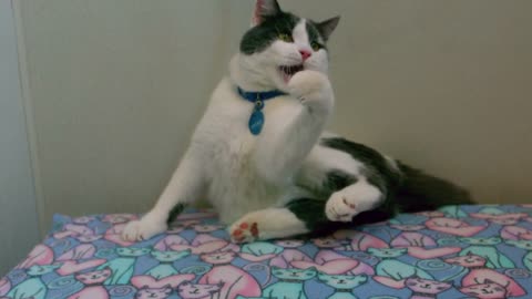 Slow Motion Kitten Playing with Rope Toy