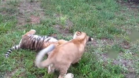 Tiger cub and lion cub Playing in the Ground
