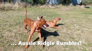 Rhodesian Ridgebacks Play Fighting