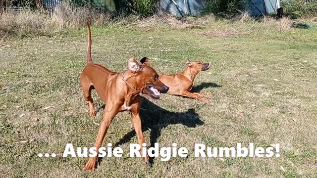 Rhodesian Ridgebacks Play Fighting