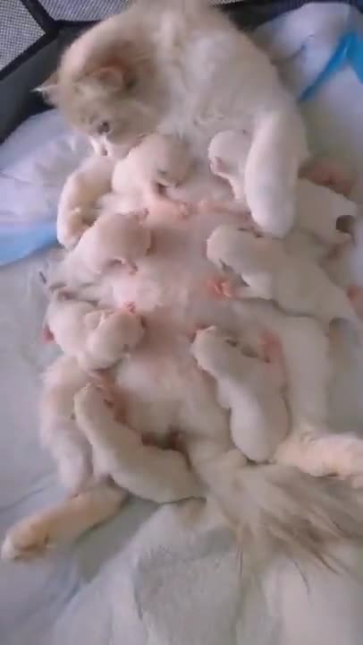 Newborn kittens at the table