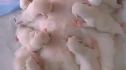 Newborn kittens at the table