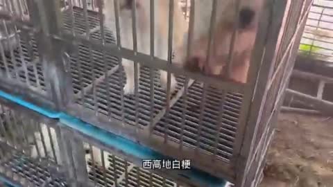 puppy in cage