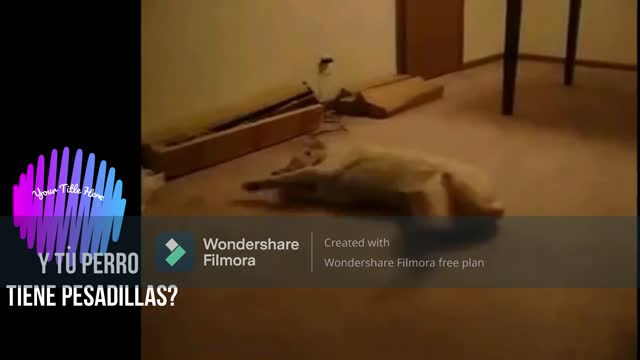 funny dog ​​having nightmares