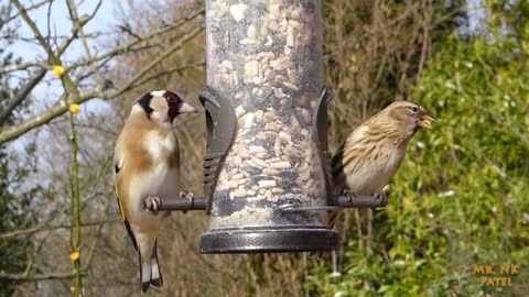 Nature And Wildlife Video | These Bird is beautiful creature on our planet | #viral #viralvideo