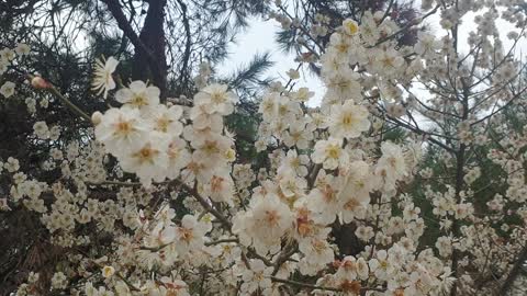 Plum blossom