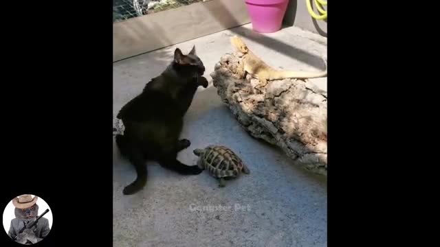 Funny Animal Videos - Try not to laugh, random funny animal videos