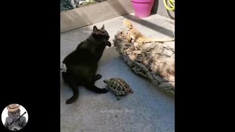 Funny Animal Videos - Try not to laugh, random funny animal videos